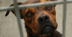 A Madrid, l’euthanasie des animaux abandonnés est désormais interdite