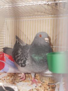 pigeon1