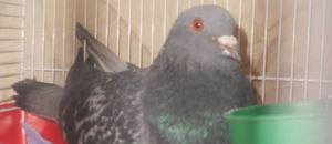 Stérilisation des pigeons : émission sur France Bleu