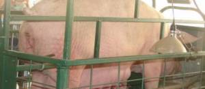 Scènes de la vie réelle : Travailler dans un élevage industriel de porcs !