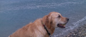 Les chiens s’éclatent sur la plage LENVAL – La preuve par l’image