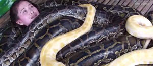 Un zoo philippin propose des massages aux serpents via Code Animal
