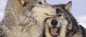 « Un abattage massif de loups ordonné à des fins politiciennes » par Aspas Nature