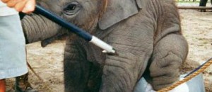 Protestons contre les animaux dans les cirques! les 14 et 18 octobre