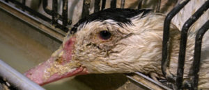 Le foie gras, la cruauté assurée
