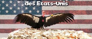 Rencontres incroyables : oiseaux et mammifères des Etats Unis Rencontres incroyables : oiseaux et mammifères des Etats Unis